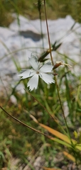 Dianthus petraeus