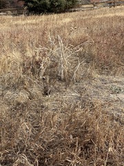 Poaceae