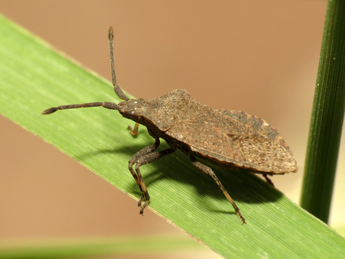 Villasitocoris inconspicuus