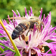 Apis mellifera