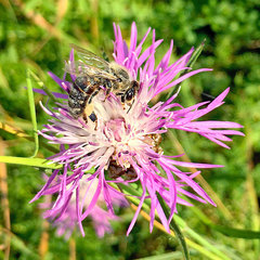 Apis mellifera