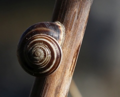 Eobania vermiculata