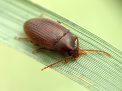 Hymenorus