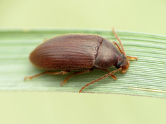 Hymenorus