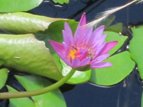 Day Waterlily