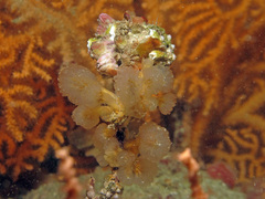 Aplidium punctum