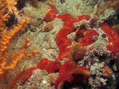 Polysyncraton lacazei