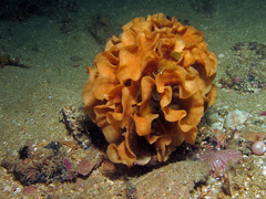 Pentapora