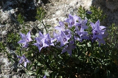Campanula versicolor tenorei