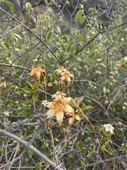 Strophanthus petersianus