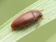 Hymenorus