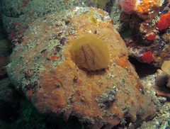 Aplidium elegans