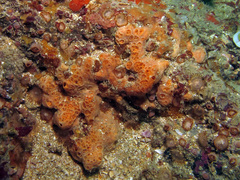 Hemimycale columella