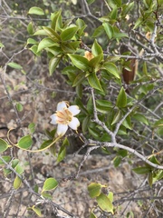 Strophanthus petersianus
