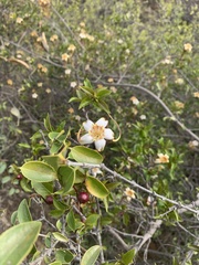 Strophanthus petersianus