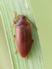 Hymenorus