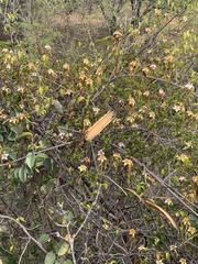 Strophanthus petersianus