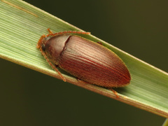 Hymenorus