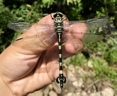 Sinictinogomphus clavatus