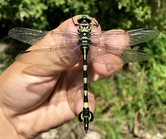 Sinictinogomphus clavatus