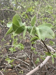 Artabotrys brachypetalus