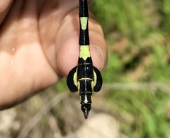 Sinictinogomphus clavatus