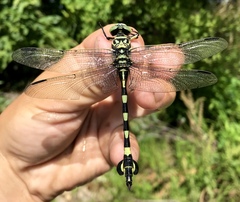 Sinictinogomphus clavatus
