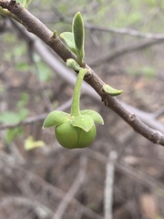 Artabotrys brachypetalus
