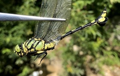 Sinictinogomphus clavatus