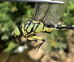 Sinictinogomphus clavatus