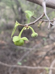 Artabotrys brachypetalus