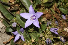 Campanula versicolor tenorei