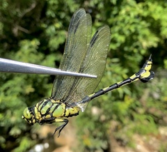 Sinictinogomphus clavatus