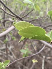 Artabotrys brachypetalus