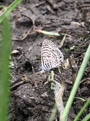 Leptotes cassius