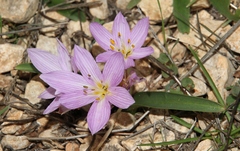 Colchicum cupanii