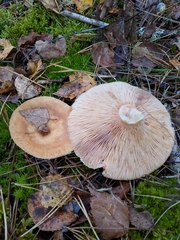 Lactarius vietus