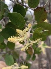 Androstachys johnsonii
