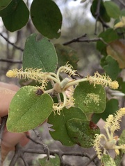 Androstachys johnsonii