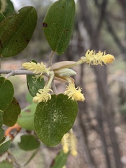 Androstachys johnsonii