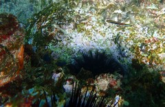 Trachinops taeniatus