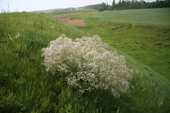 Crambe tataria