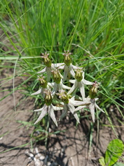 Asclepias eminens