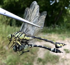 Sinictinogomphus clavatus