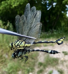 Sinictinogomphus clavatus