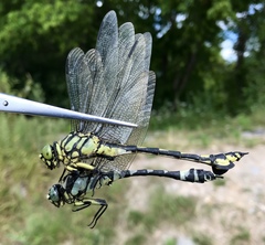 Sinictinogomphus clavatus