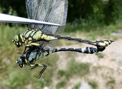 Sinictinogomphus clavatus