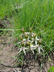 Asclepias eminens