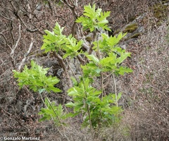 Vasconcellea quercifolia