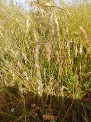 Melica brasiliana